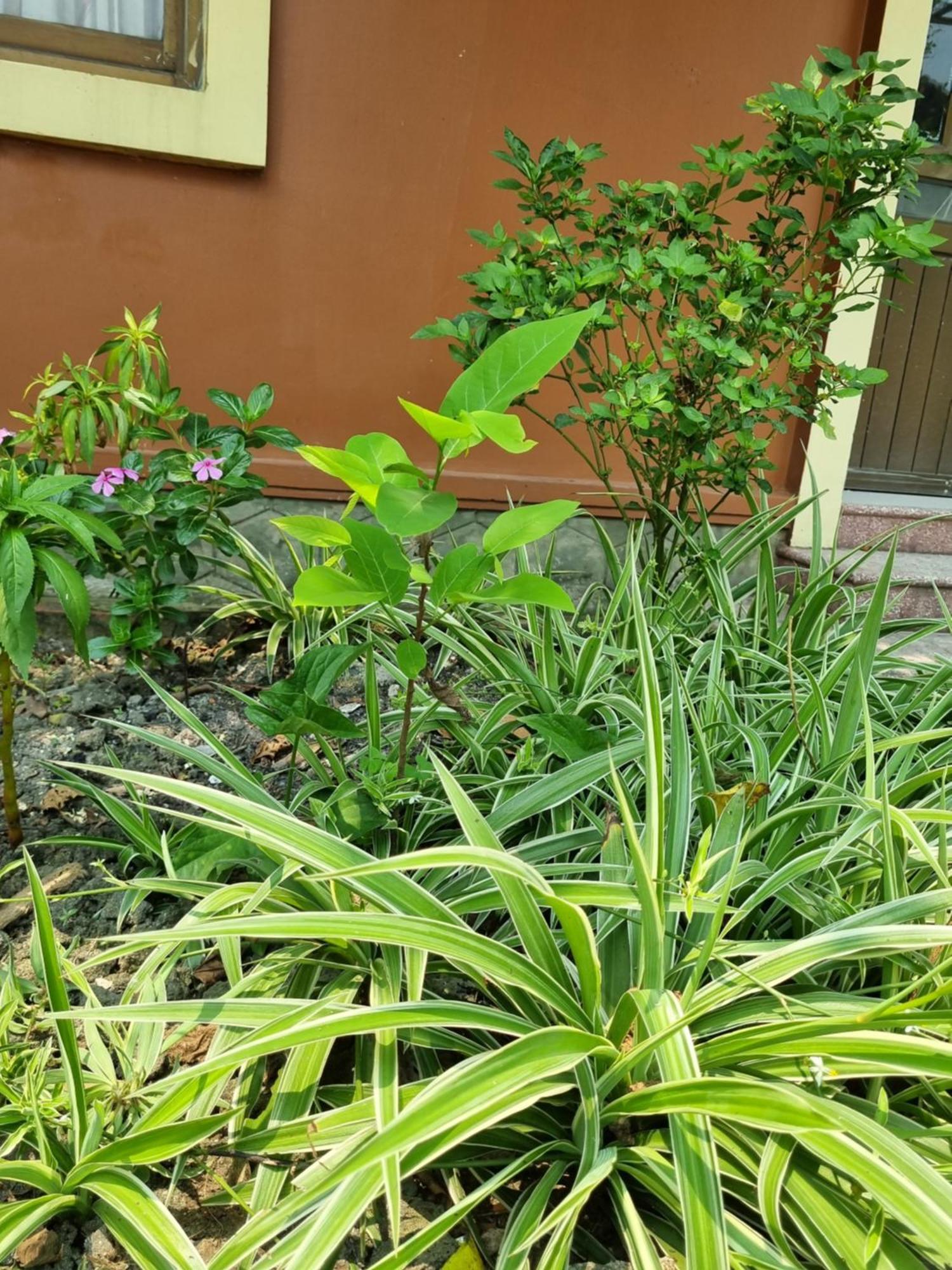 Khach San Vien Dong Hotell Cửa Lò Exteriör bild